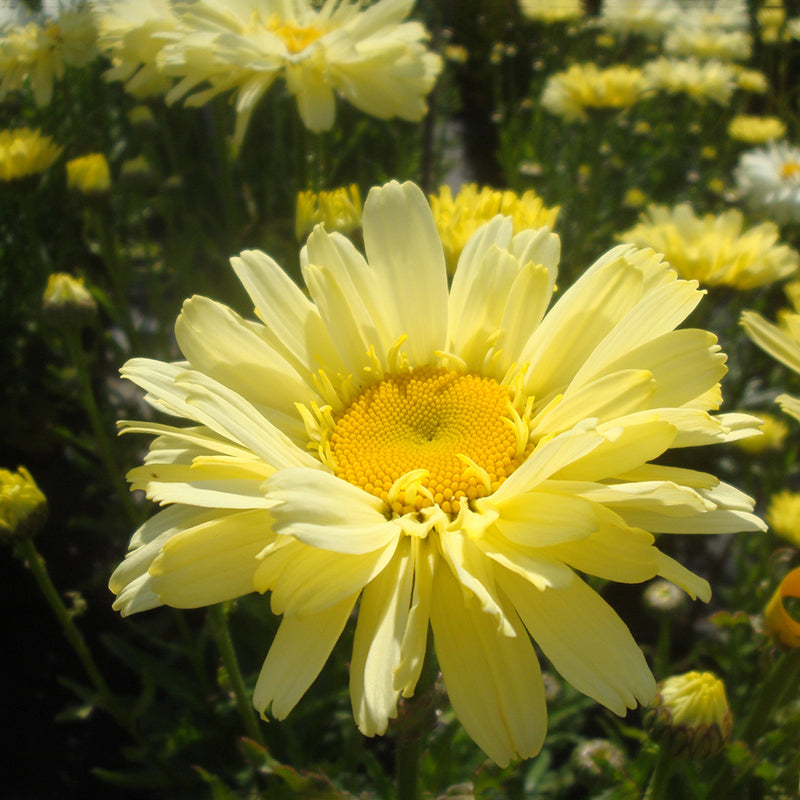 Realflor® Real Dream Shasta Daisy, Photo courtesy of PlantHaven International, planthaven.com
