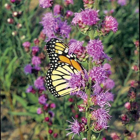 Liatris aspera, Rough Blazing Star