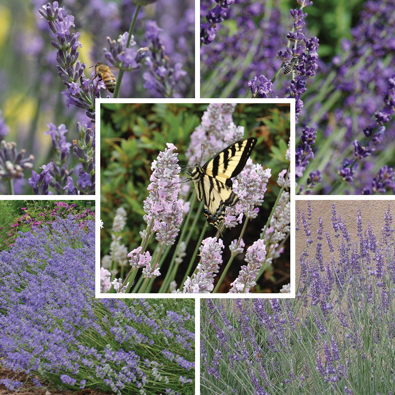 Long Blooming Lavender Collection