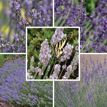 Long Blooming Lavender Collection