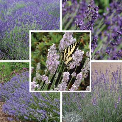 Long Blooming Lavender Collection