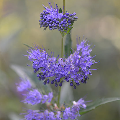 Longwood Blue Caryopteris