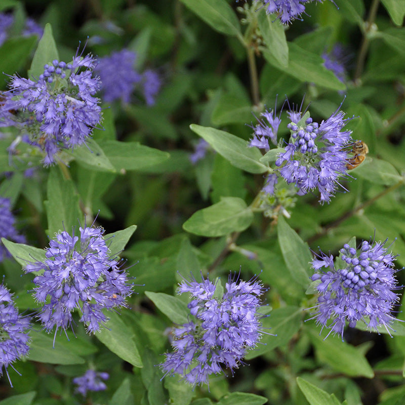 Longwood Blue Caryopteris