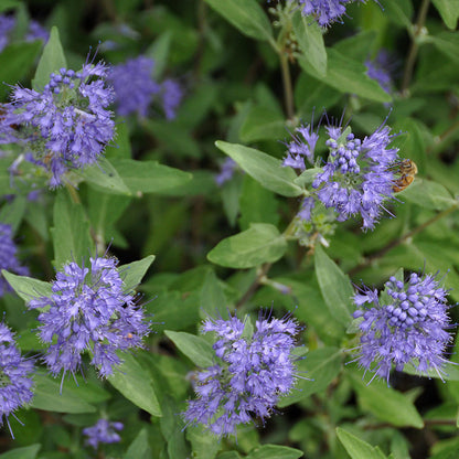 Longwood Blue Caryopteris