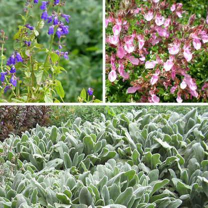Purple spikes and pink flowering plants with silvery-gray foliage groundcover