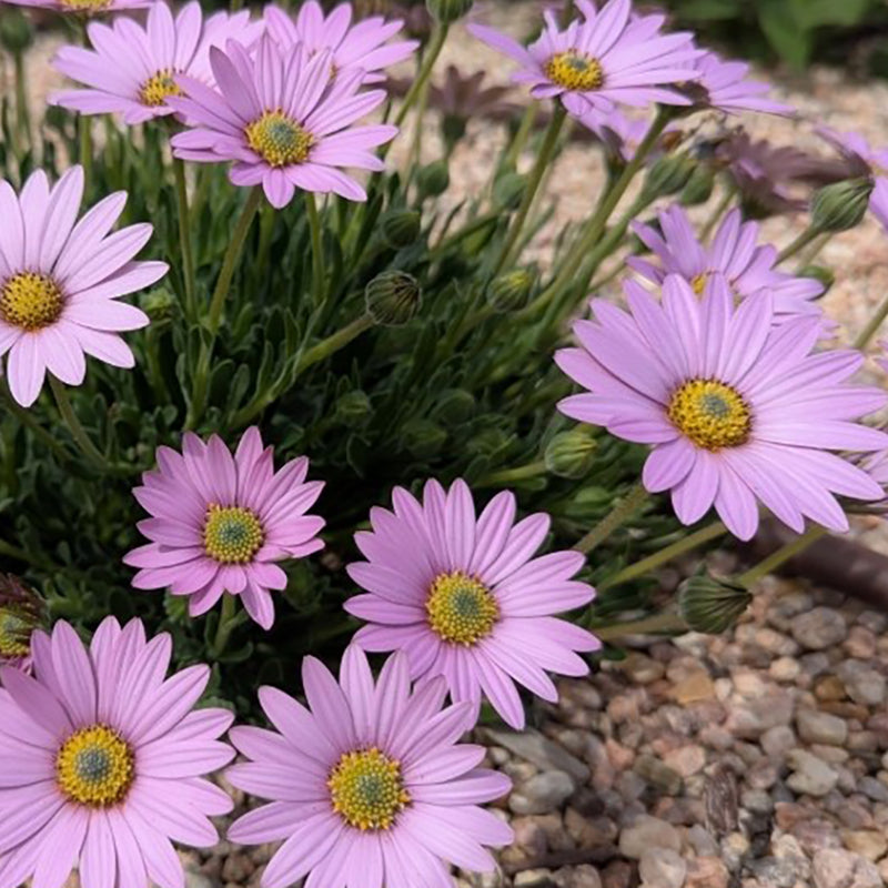 おすそ分けファイル♡ 春の新作スタンペリア・DAISY art♡A5サイズ♡ Mandy™ Sun Daisy | Osteospermum Perennial | Plant Select 2026