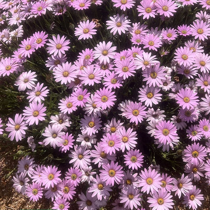 Mandy™ Sun Daisy
