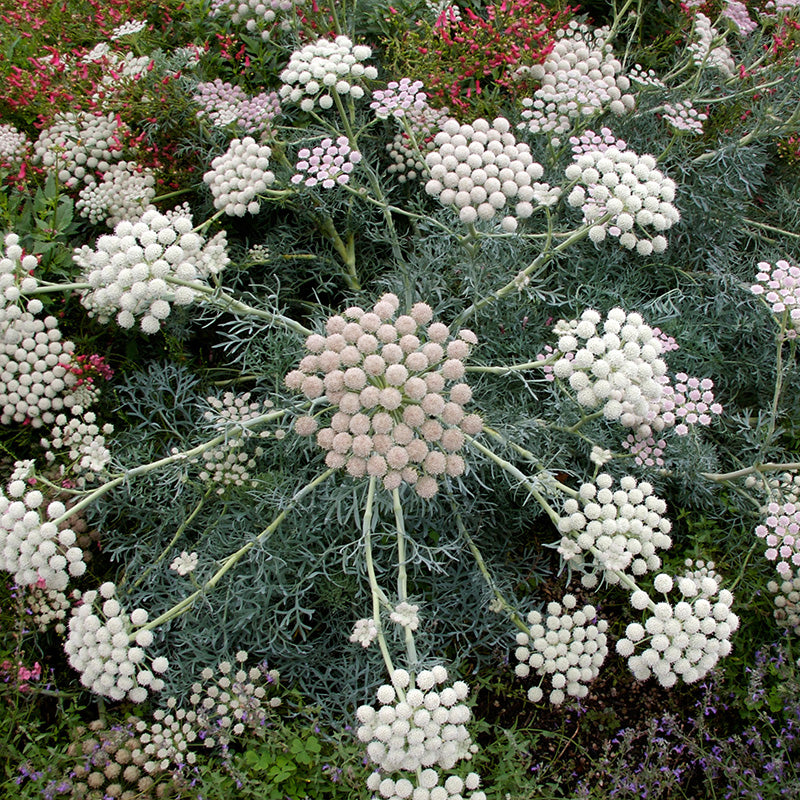 Moon Carrot