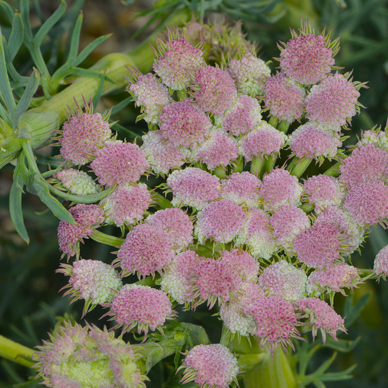 Moon Carrot