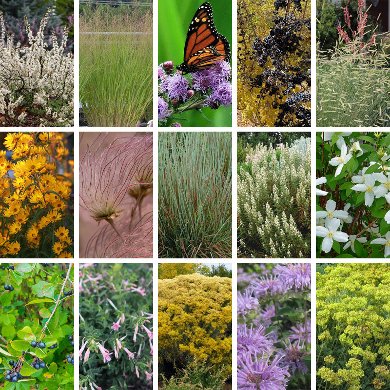 Native Intermountain West Songbird Pre-Planned Garden