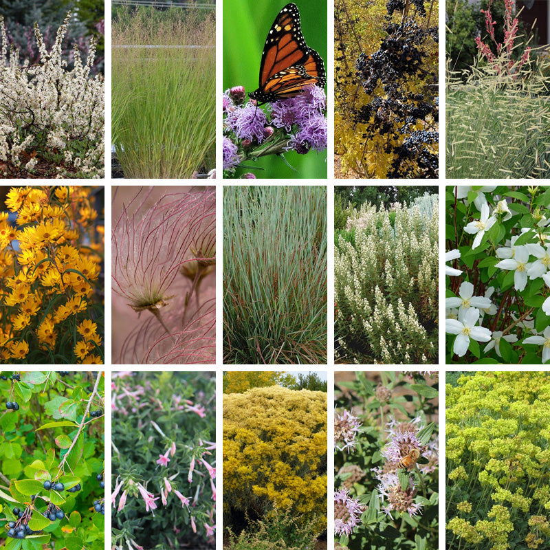Native Intermountain West Songbird Pre-Planned Garden