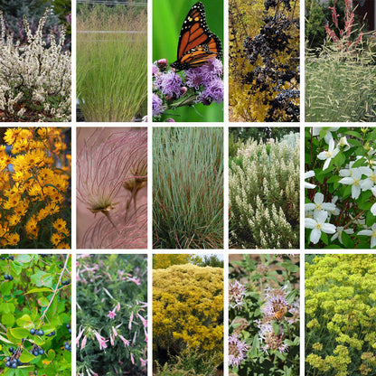 Native Intermountain West Songbird Pre-Planned Garden