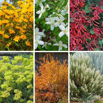 Native Pacific Northwest Songbird Pre-Planned Garden