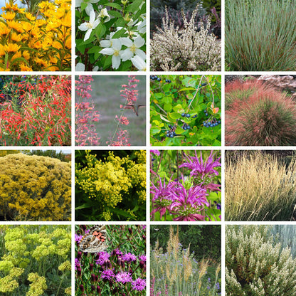 Native Southwest Songbird Pre-Planned Garden