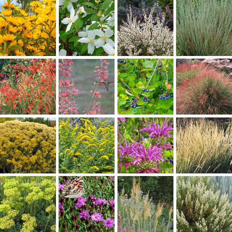 Native Southwest Songbird Pre-Planned Garden