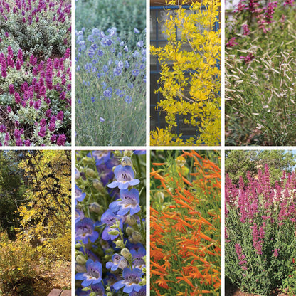 New Mexico Perennial Collection