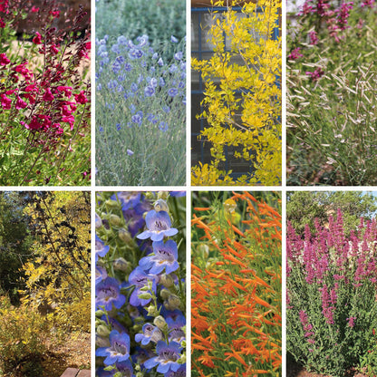 New Mexico Perennial Collection