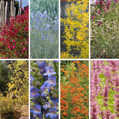 New Mexico Perennial Collection
