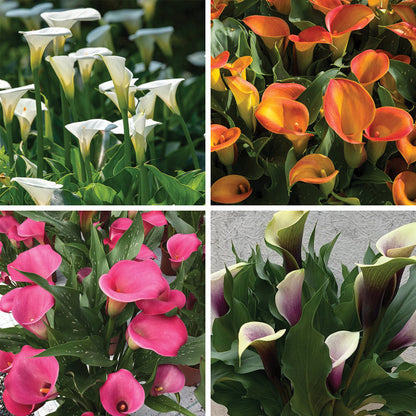 calla lily bulbs inside flower O'Keeffe-Inspired Calla Lily Bulb Mix