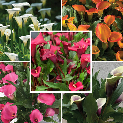 O'Keeffe-Inspired Calla Lily Mix