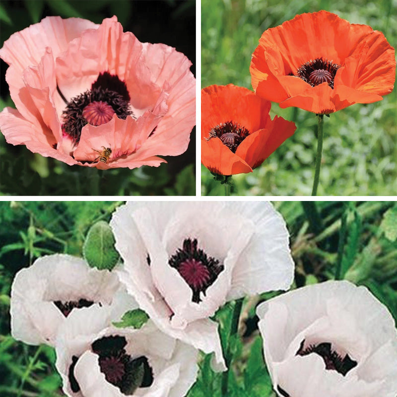 Oriental Poppy Collection (Papaver)