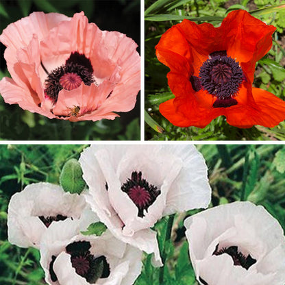 Oriental Poppy Collection (Papaver)