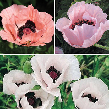 Oriental Poppy Collection (Papaver)
