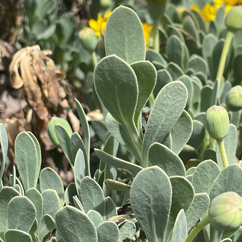 succulent with yellow leaves Barbary Ragwort