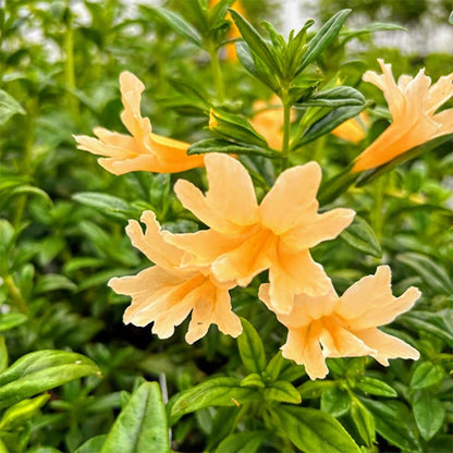 Peach Dreams Sticky Monkeyflower