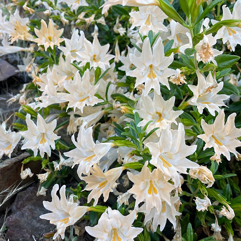 Peach Dreams Sticky Monkeyflower