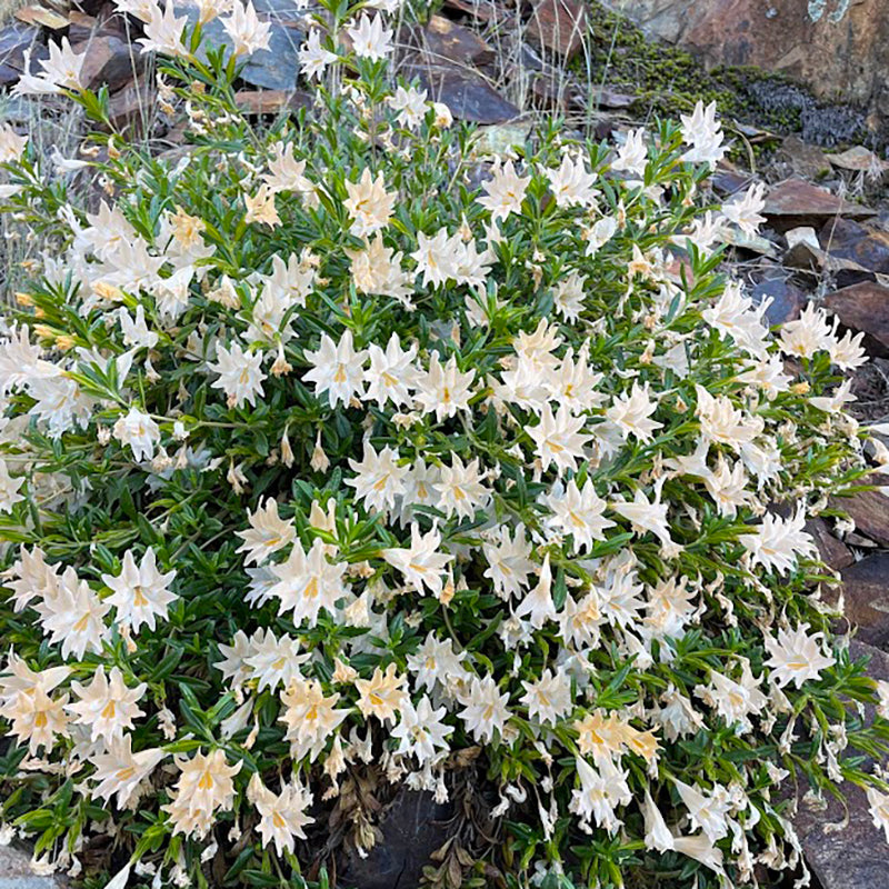 Peach Dreams Sticky Monkeyflower | Diplacus | Zones 7-10