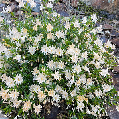 Peach Dreams Sticky Monkeyflower