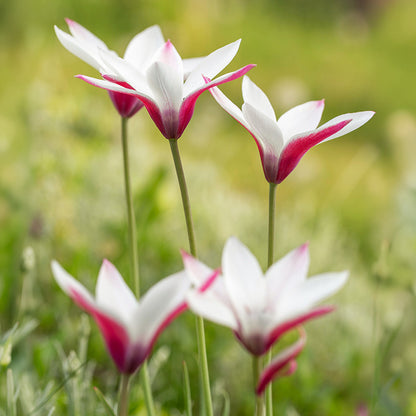 Peppermint Stick Tulip