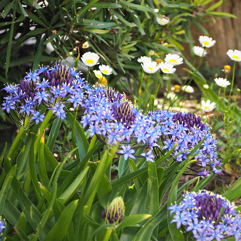 Scilla Peruviana Bulb, Blue - 1 Bulb
