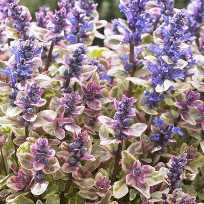 Princess Nadia Ajuga, Photos courtesy of Concept Plants