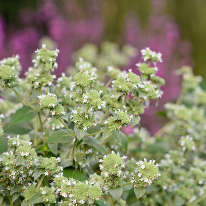 Blunt Mountain Mint