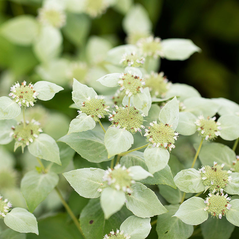 Blunt Mountain Mint