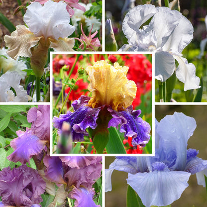 Reblooming Bearded Iris Collection