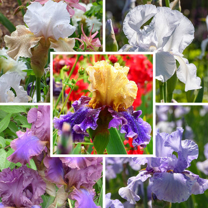 Reblooming Bearded Iris Collection