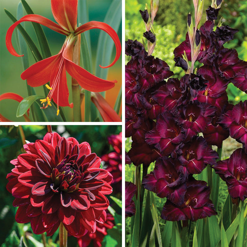 Rioja Spanish Red Bulb Collection