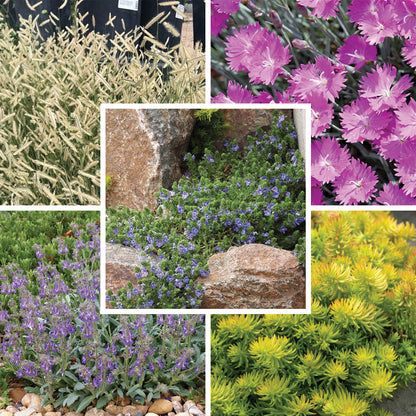 Rock Garden Collection