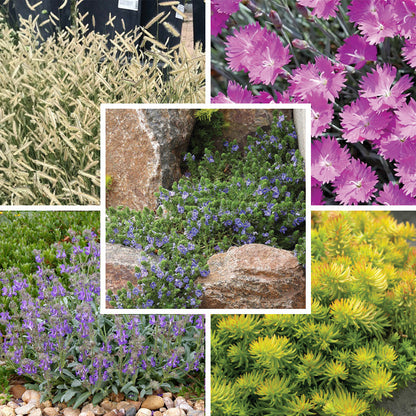 Rock Garden Collection