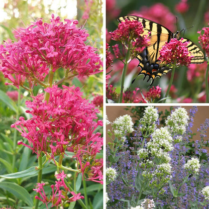 Rosy Trio Valerian Collection (Centranthus)