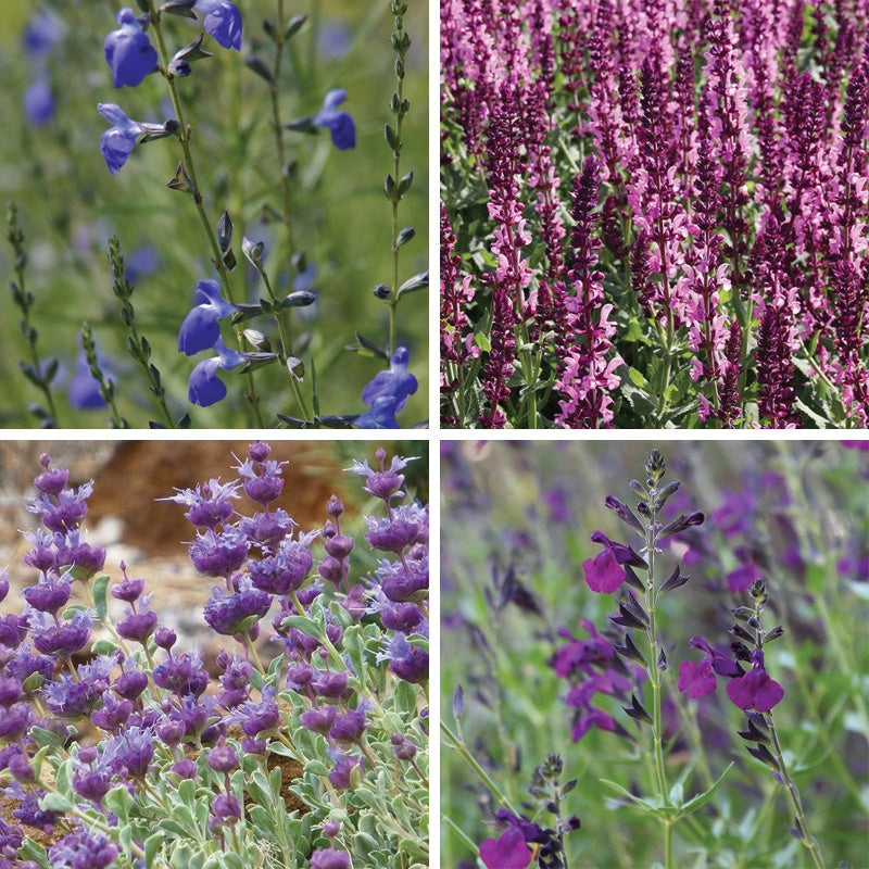 Salvia Collection