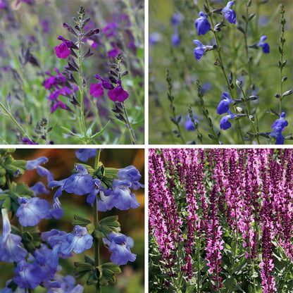 Salvia Collection