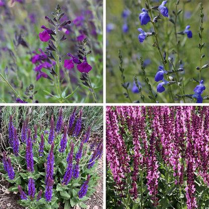 Salvia Collection
