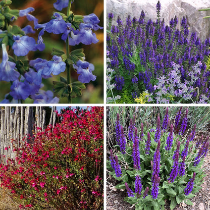 Salvia Collection