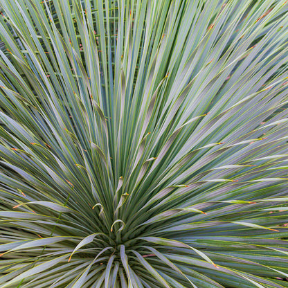 Sapphire Skies Beaked Blue Yucca