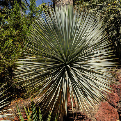 Sapphire Skies Beaked Blue Yucca