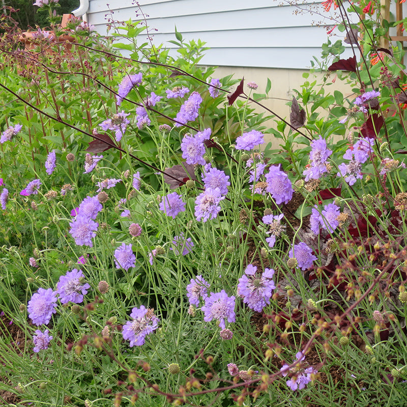 Butterfly Blue Scabiosa, Customer Photo
